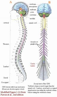 Image result for Spinal Cord and Nervous System
