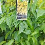 Image result for Orange Trumpet Flower Vine