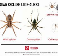 Image result for Brown Recluse Spider Look Like