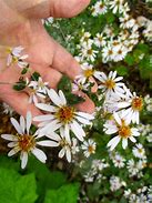 Image result for Aster umbellatus