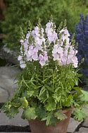 Image result for Sidalcea Little Princess