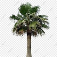 Image result for White Palm Tree