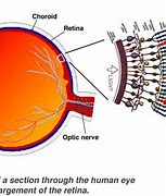 Image result for Retina Labeled