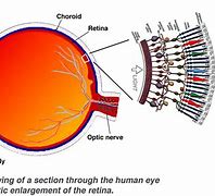 Image result for Retina Anatomy Diagram