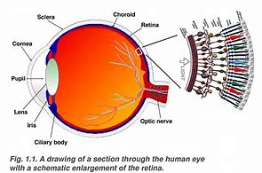 Image result for Retina Anatomy Poster