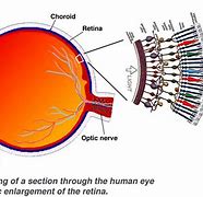 Image result for Retina Layers