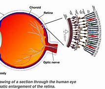 Image result for Retina Structure