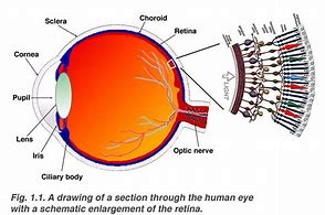 Image result for Retina of Eye Model