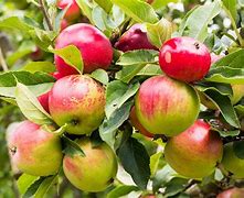 Image result for 5 in One Apple Tree