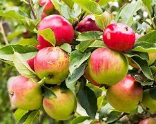 Image result for Apple Tree Plant