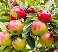 Image result for Plant Apple in America