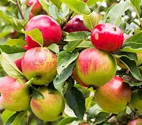 Image result for Malus Apple