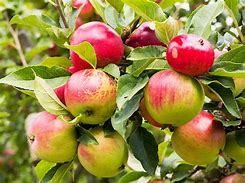Image result for Apple Tree