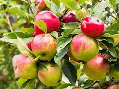 Image result for Apple Growing On Tree