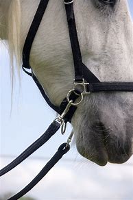 Image result for Lead and Bridle of the Horse