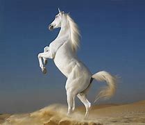 white horse 的图像结果