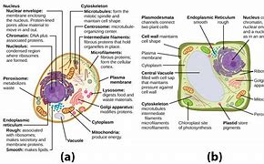 Image result for Cell Wall Transparent