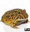 Image result for Female Pacman Frog