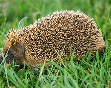 Image result for Hedgehog in Grass