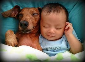 Image result for Puppy Animal