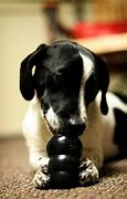 Image result for Fun Toys for Dogs