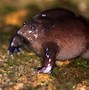 Image result for Purple Nose Frog
