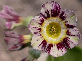 Image result for Primula auricula Pin Stripe