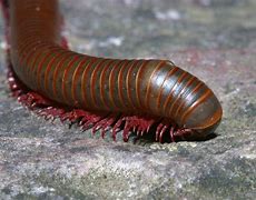 Image result for "millipedes"