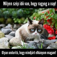 Image result for Magyar Meme