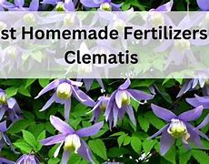 Image result for Best Fertilizer for Clematis Vines