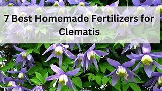 Image result for Fertilizer for Clematis Vine