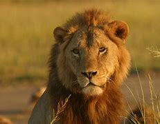 Image result for Amboseli National Park Animals