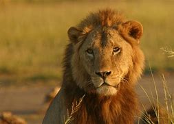 Image result for Kenya Amboseli National Park Lion