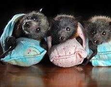 Image result for babies bat puppy care
