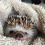 Image result for Funny Baby Hedgehog