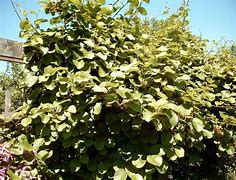 Image result for Species Actinidia
