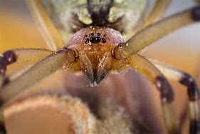 Image result for Brown Black Widow Spider