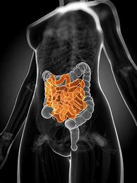 Image result for Healthy Small Intestine