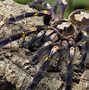 Image result for Spiders That Are Venomous