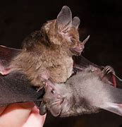Image result for Pregnant Bat