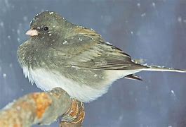 Image result for Snowbird Animal