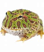 Image result for Suriname Horned Frog