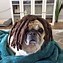 Image result for Pug Wig