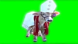 Image result for Cow Looking at Camera Meme