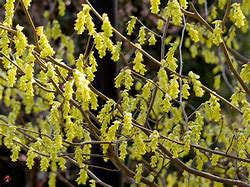 Image result for Corylopsis spicata