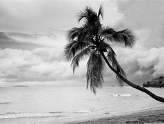 Image result for Black and White Palm Tree Wallpaper