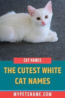 Image result for Serious White Cat Meme