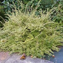 Image result for Lonicera nitida lemon beauty