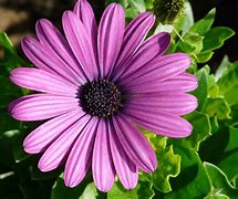 Image result for A Purple Flower