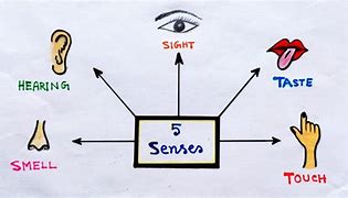 Image result for The Five Senses of Body Image Drawing